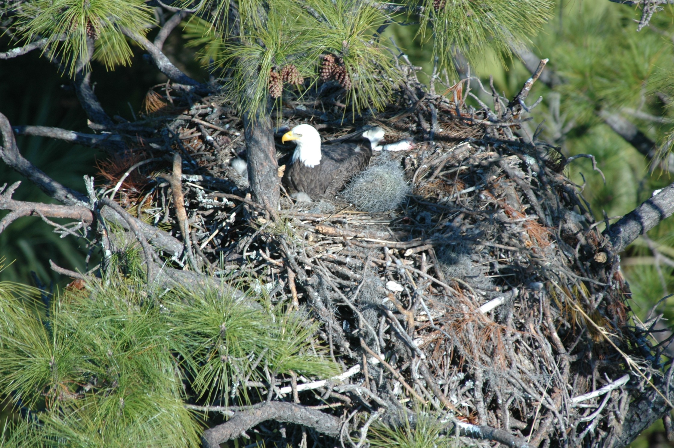 ‘Banner year’ for Georgia bald eagle nesting, wildlife officials report