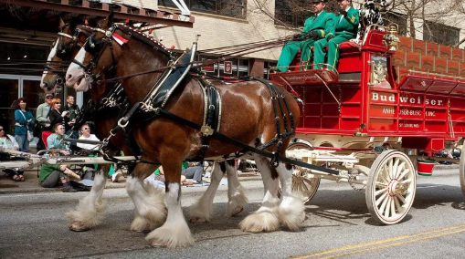 Budweiser Clydesdales arrive in Savannah for three-day celebration