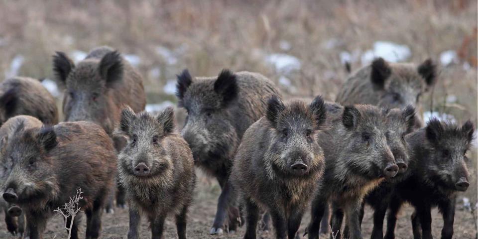 Feral hog eradication programs slashed by Kemp veto