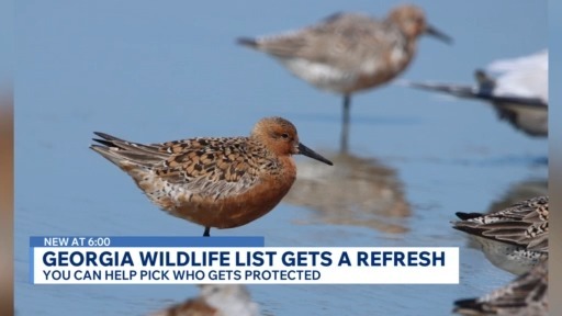 Georgia wildlife officials open nominations for protected species list