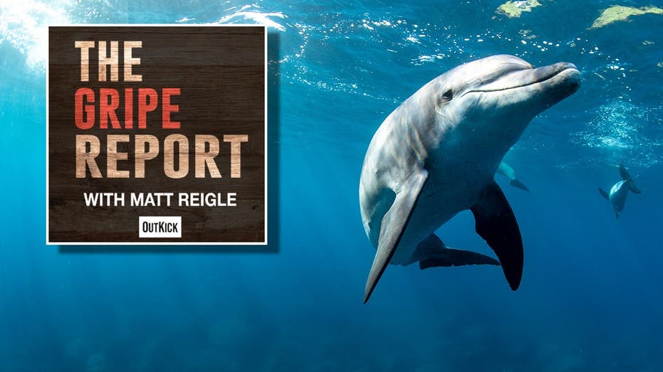 Let’s all agree that dolphins are the ‘smart kids who don’t apply themselves’ of the Animal Kingdom
